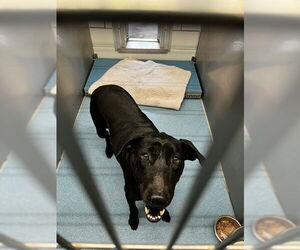 Labrador Retriever-Unknown Mix Dogs for adoption in Pearland, TX, USA