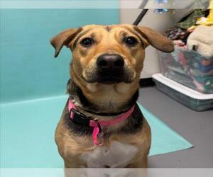 German Shepherd Dog-Unknown Mix Dogs for adoption in Fort Collins, CO, USA