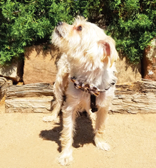 Maltese Dogs for adoption in Albuquerque, NM, USA