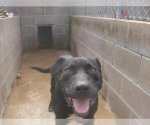 Boxer-Mastiff Mix Dogs for adoption in KELLYVILLE, OK, USA