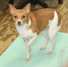 Chihuahua Dogs for adoption in Rossville, TN, USA