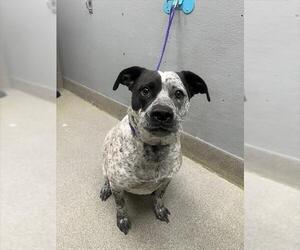 Mutt Dogs for adoption in Las Vegas, NV, USA