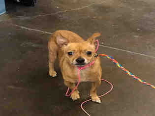 Chihuahua Dogs for adoption in Norman, OK, USA