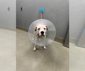 American Bulldog-Unknown Mix Dogs for adoption in Las Vegas, NV, USA