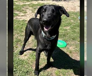 Labrador Retriever-Unknown Mix Dogs for adoption in Conroe, TX, USA