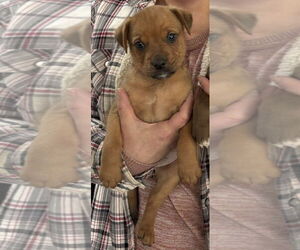 American Pit Bull Terrier-Labrador Retriever Mix Dogs for adoption in Clarkston, MI, USA
