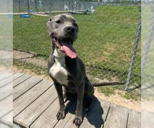 American Pit Bull Terrier-Unknown Mix Dogs for adoption in Conroe, TX, USA