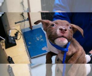 American Pit Bull Terrier-Unknown Mix Dogs for adoption in Tulsa, OK, USA