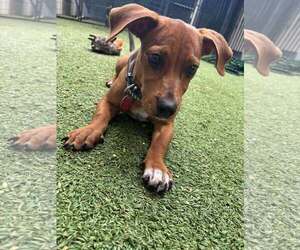 Dachshund-Unknown Mix Dogs for adoption in Tempe , AZ, USA