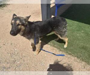 German Shepherd Dog Dogs for adoption in HESPERIA, CA, USA