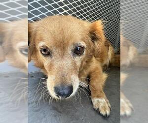 Chihuahua Dogs for adoption in Bakersfield, CA, USA