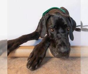 Great Dane Dogs for adoption in San Diego, CA, USA