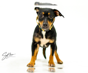 Dachshund-Unknown Mix Dogs for adoption in Brooklyn Center, MN, USA