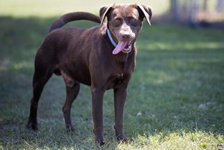 Labrador Retriever Dogs for adoption in Pryor, OK, USA