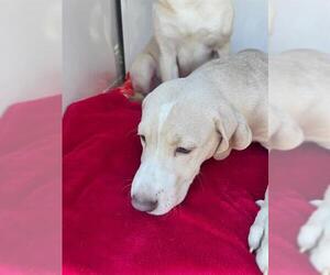 American Pit Bull Terrier-Labrador Retriever Mix Dogs for adoption in Ogden, UT, USA