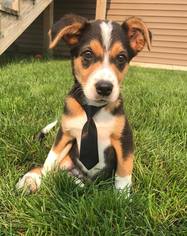 Medium Photo #1 Australian Shepherd-Beagle Mix Puppy For Sale in Mankato, MN, USA