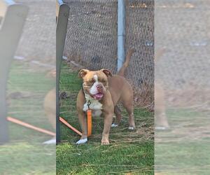 American Pit Bull Terrier Dogs for adoption in Downey, CA, USA