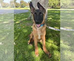 Mutt Dogs for adoption in Imlay City, MI, USA