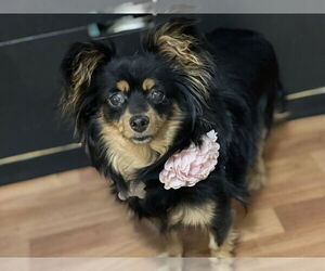 Paperanian Dogs for adoption in Phoenix, AZ, USA