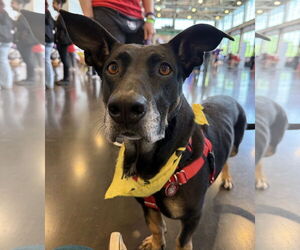 Basset Hound-German Shepherd Dog Mix Dogs for adoption in Wakefield, RI, USA