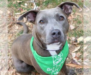Greyhound-Labrador Retriever Mix Dogs for adoption in Washington, DC, USA