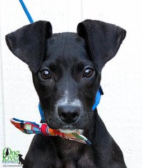 Shepradors Dogs for adoption in savannah, GA, USA