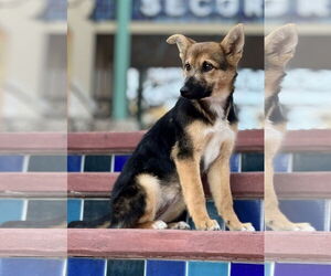 Australian Shepherd-German Shepherd Dog Mix Dogs for adoption in PIPE CREEK, TX, USA