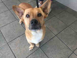 American Staffordshire Terrier-Cardigan Welsh Corgi Mix Dogs for adoption in San Antonio, TX, USA
