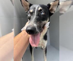 Huskies -Unknown Mix Dogs for adoption in Houston, TX, USA