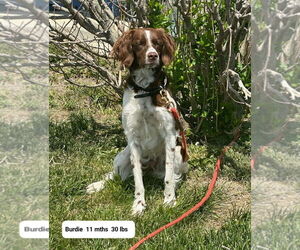 Brittany Dogs for adoption in Curwensville, PA, USA