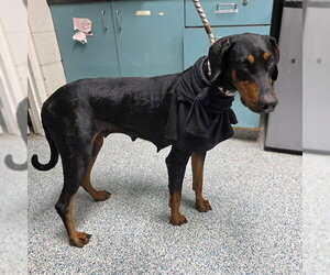 Doberman Pinscher Dogs for adoption in Long Beach, CA, USA