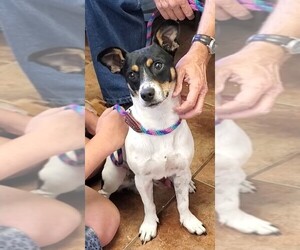 Rat Terrier Dogs for adoption in Amarillo, TX, USA