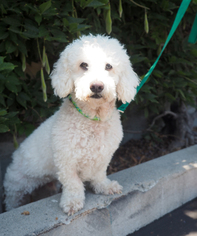 Bichon Frise Dogs for adoption in Palo Alto, CA, USA