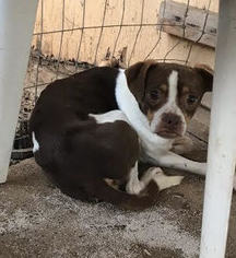 Boston Huahua Dogs for adoption in Sonora, CA, USA