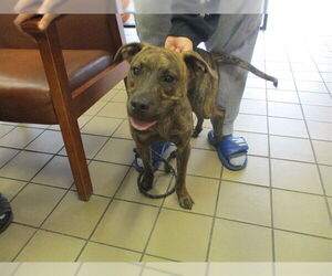 American Pit Bull Terrier-Unknown Mix Dogs for adoption in Ocala, FL, USA