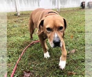 Mutt Dogs for adoption in Stroudsburg, PA, USA
