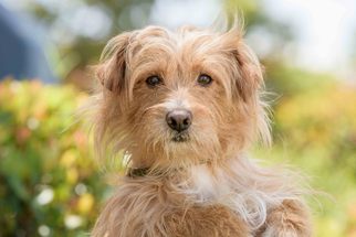 Cairwich Terrier Dogs for adoption in El Cajon, CA, USA