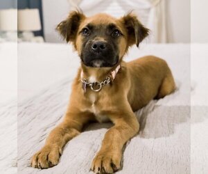 Black Mouth Cur-Cocker Spaniel Mix Dogs for adoption in Batavia, OH, USA