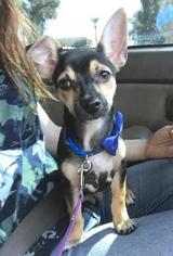 Medium Photo #1 Chiweenie Puppy For Sale in Tempe, AZ, USA