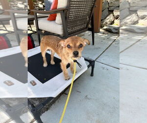 Chihuahua-Unknown Mix Dogs for adoption in Salt Lake City, UT, USA