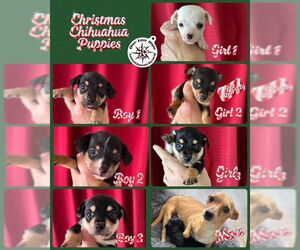 Chihuahua-Unknown Mix Dogs for adoption in Princeton, British Columbia, Canada