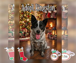 Mutt Dogs for adoption in Menifee, CA, USA