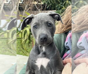 Bull Terrier-Labrador Retriever Mix Dogs for adoption in Dana Point, CA, USA