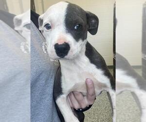 American Pit Bull Terrier-Unknown Mix Dogs for adoption in Salisbury, NC, USA
