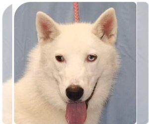 Huskies -Unknown Mix Dogs for adoption in Southampton, NY, USA