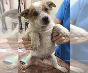 Mutt Dogs for adoption in Riverside, CA, USA