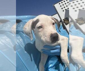 American Pit Bull Terrier Dogs for adoption in Bakersfield, CA, USA
