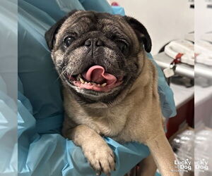 Pug-Unknown Mix Dogs for adoption in Washington, DC, USA