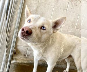 Siberian Husky Dogs for adoption in San Bernardino, CA, USA