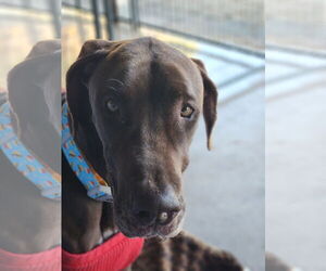 Great Dane Dogs for adoption in Palm Beach, FL, USA